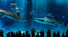 Zoos and Aquariums image